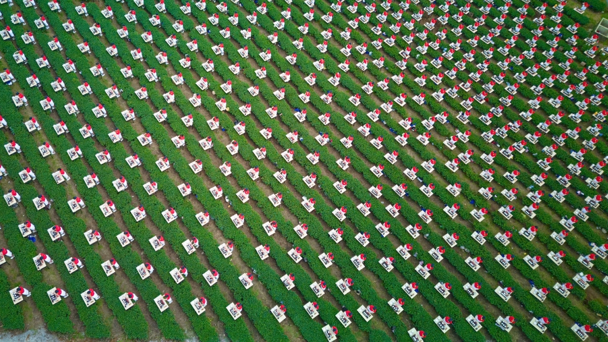 Màn đồng diễn pha trà của 1.111 trà nương tại đồi trà ở Lâm Đồng, lập kỷ lục ấn tượng trong khuôn khổ Lễ hội Trà Quốc tế 2025.