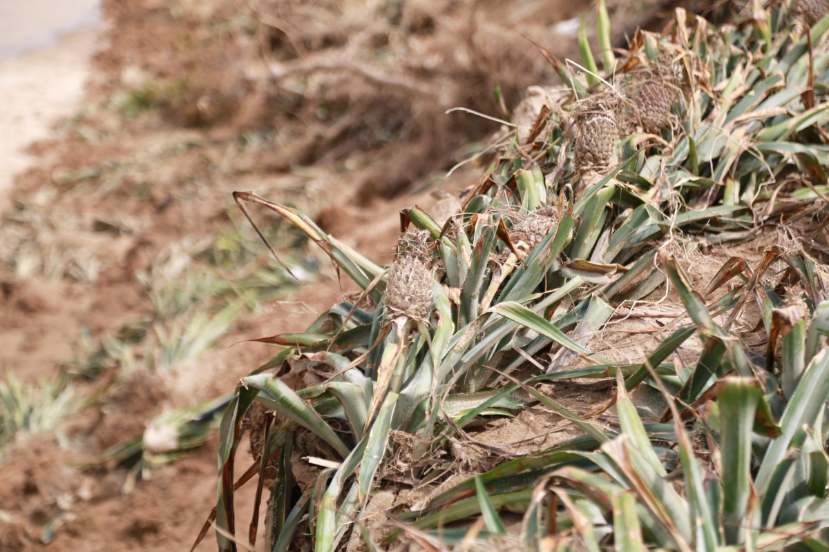 Nhiều diện tích trồng dứa bị hư hại