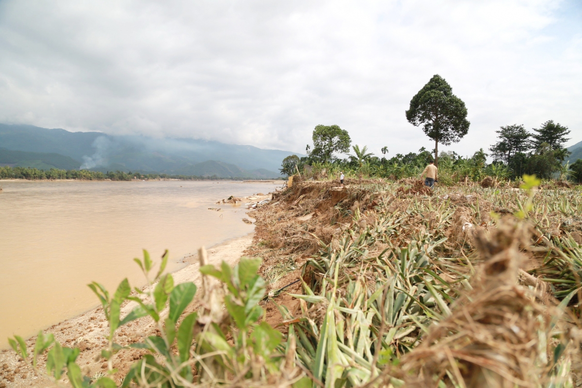 Nhiều hộ nông dân rơi vào cảnh trắng tay