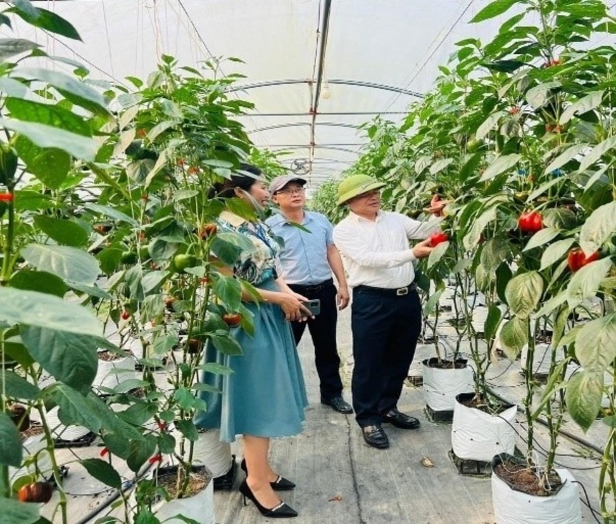 Mô hình nông nghiệp công nghệ cao của anh Nguyễn Văn Đạt ở xóm 2- xã Hưng Nguyên, tỉnh Nghệ An