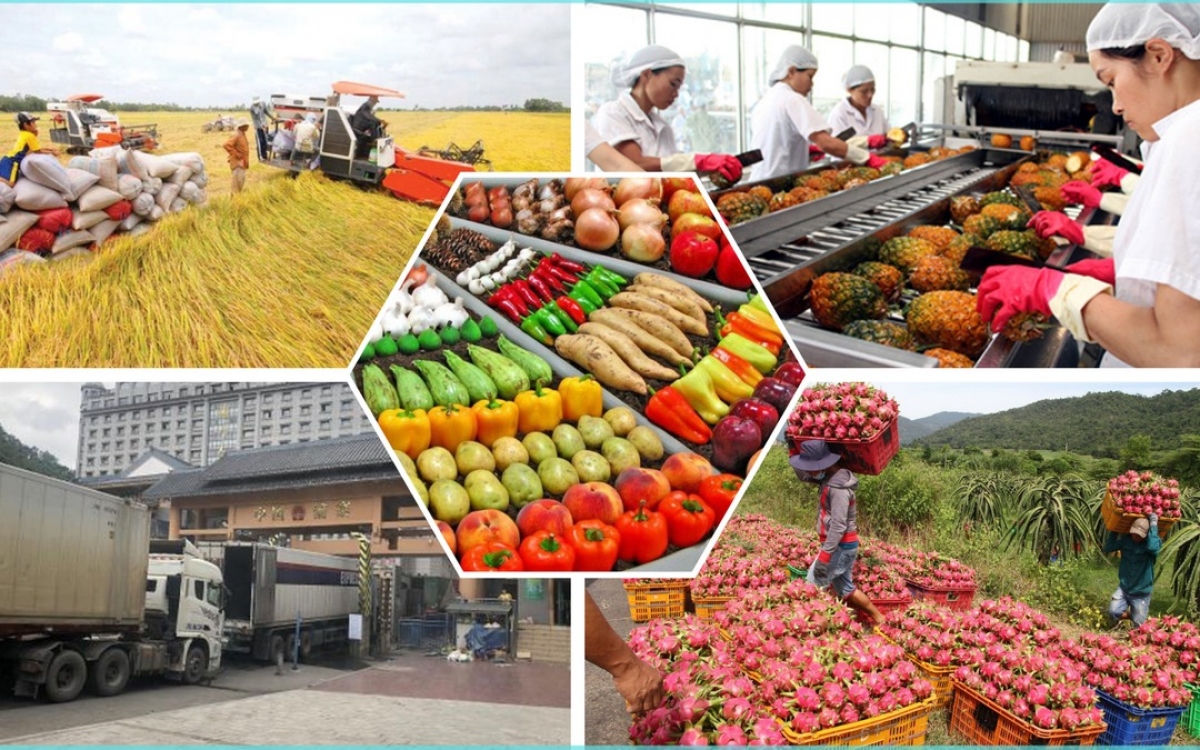 Nông sản Việt Nam - từ tự cung tự cấp đến xuất khẩu toàn cầu