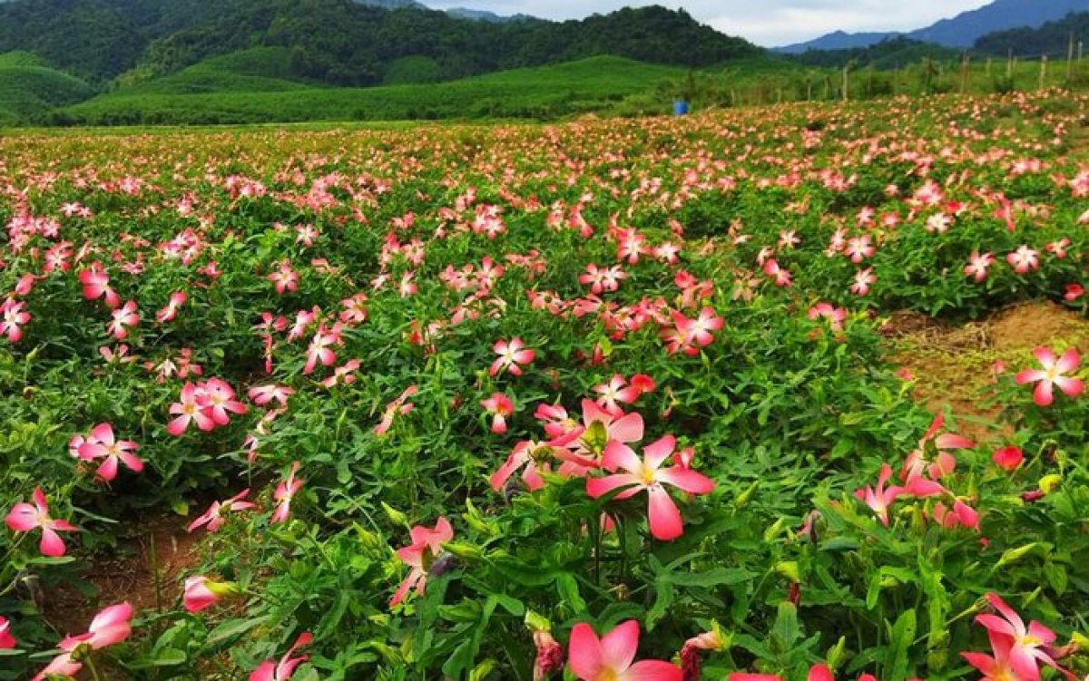 Nhiều dươc liệu quý được phát triển thành các bài thuốc quý phục vụ nhân dân