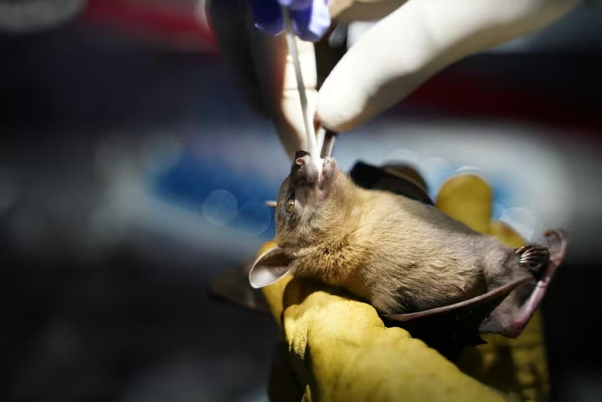 Việc xét nghiệm cho dơi giúp các chuyên gia khoanh vùng nguồn lây. Ảnh: Reuters.