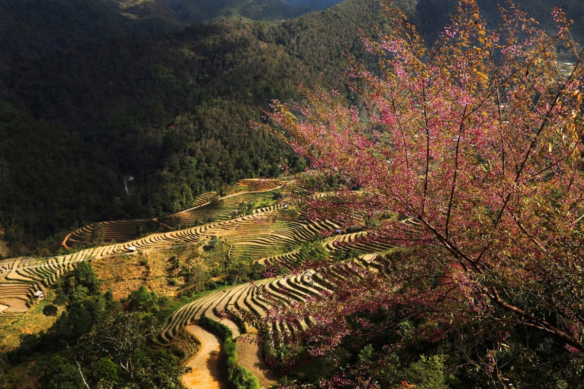 Rừng hoa Tớ Dày khoe sắc bên ruộng bậc thang.