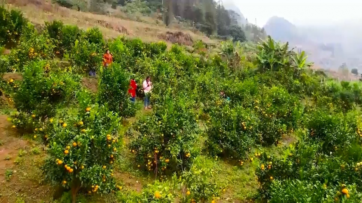 Từ mạng xã hội, sàn thương mại điện tử, người nông dân Lào Cai đang tự tin kể câu chuyện sản vật của mình, kết nối trực tiếp với người tiêu dùng