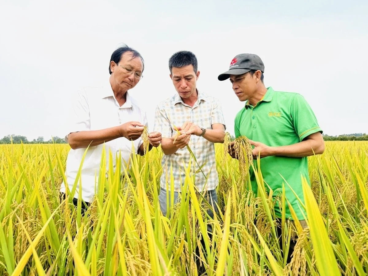 Hỗ trợ liên kết giữa nông dân, hợp tác xã và doanh nghiệp