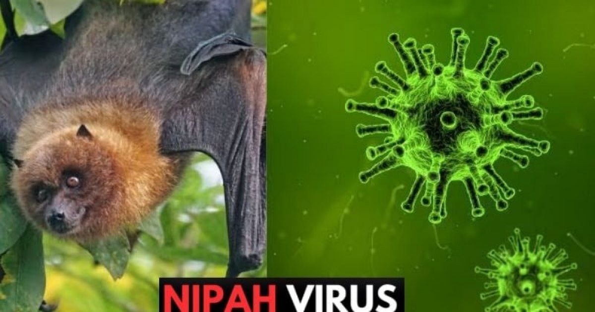 Bệnh do vi rút Nipah là bệnh truyền nhiễm nhóm A, lây truyền chủ yếu từ động vật sang người (như lợn và các loài dơi ăn quả), hoặc tiếp xúc với vật phẩm, thực phẩm bị nhiễm vi rút và cũng có thể lây truyền từ người sang người (qua tiếp xúc trực tiếp với dịch tiết, dịch bài tiết của bệnh nhân)