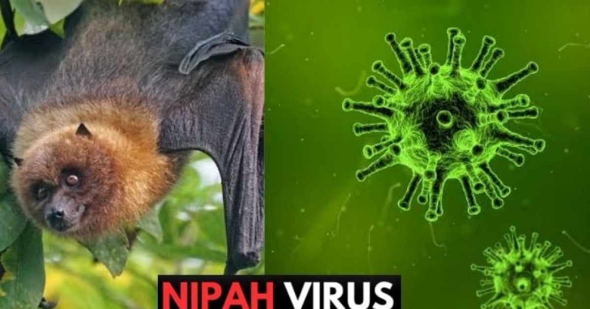 Vi rút Nipah gây bệnh truyền nhiễm đặc biệt nguy hiểm (nhóm A)