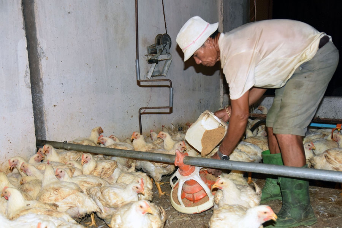Người dân chăm sóc đàn vật nuôi nâng cao sức đề kháng với dịch bệnh