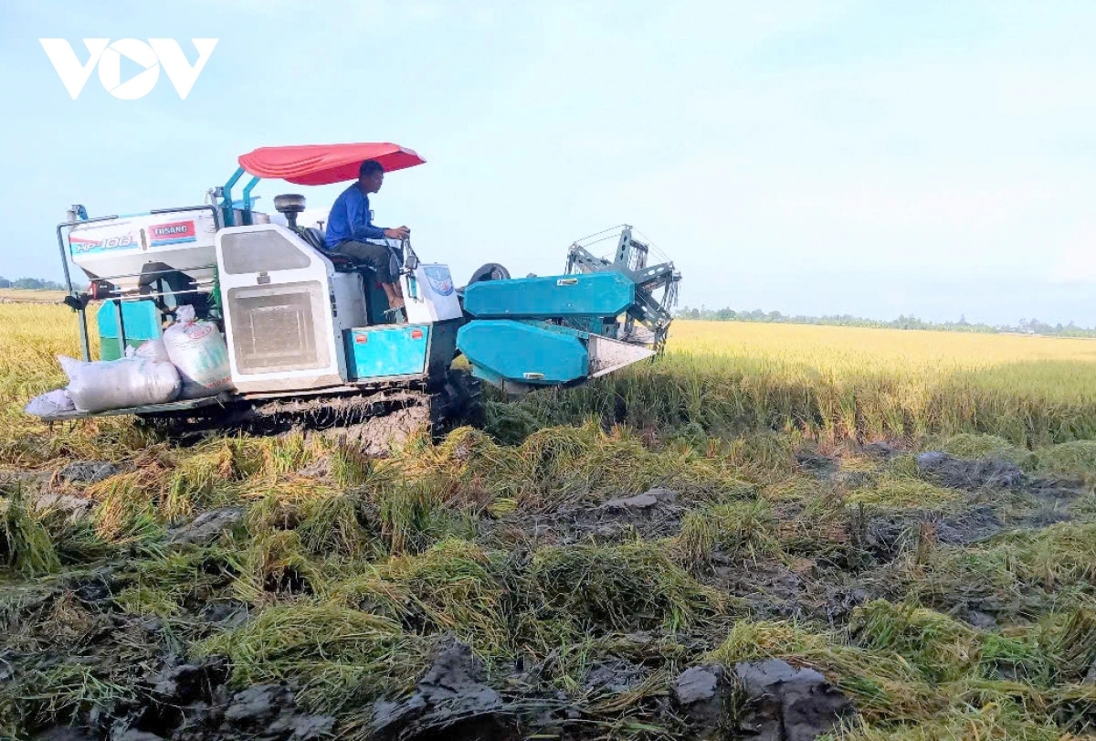 Các mô hình tham gia đề án tại tỉnh An Giang cơ bản sử dụng cơ giới hóa đồng bộ trong canh tác lúa
