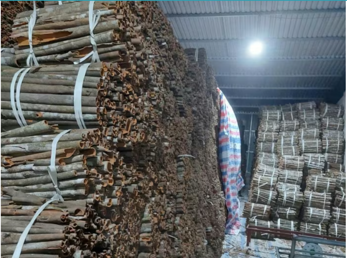 Các sản phẩm quế khô được sơ chế, bảo quản theo quy chuẩn ngay tại chân đồi