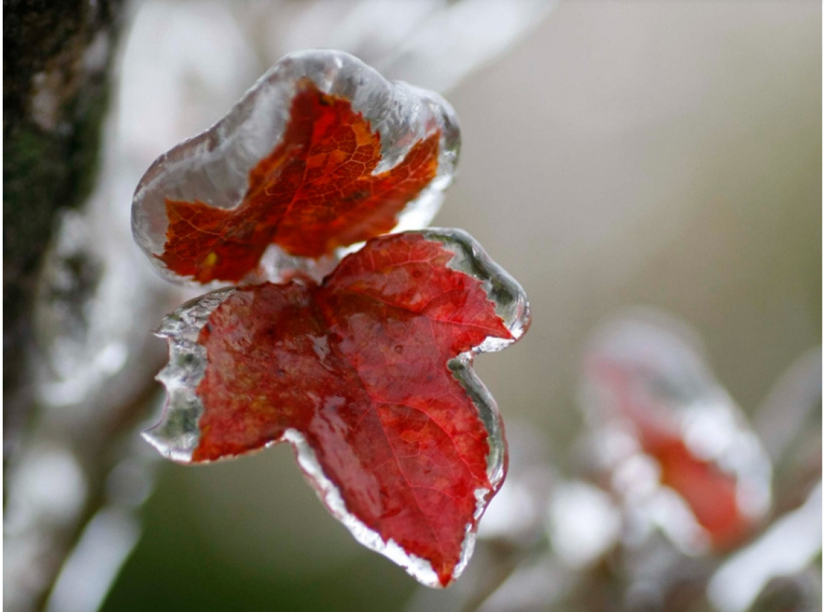 Không khí lạnh tăng cường, miền Bắc có thể xuất hiện băng giá ở vùng núi. Ảnh minh họa