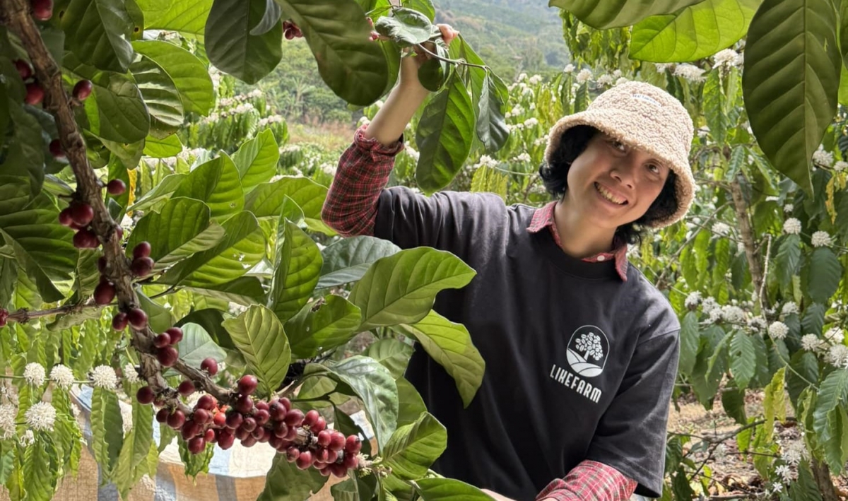 Mô hình liên kết sản xuất cà phê nhân chất lượng cao tại Lâm Đồng