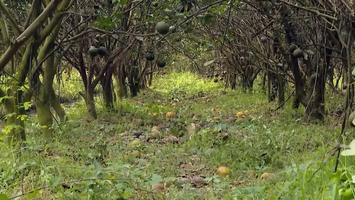 Nhiều vườn chín rụng khắp nơi mà vẫn phải neo trái, vì có bán cũng lỗ.