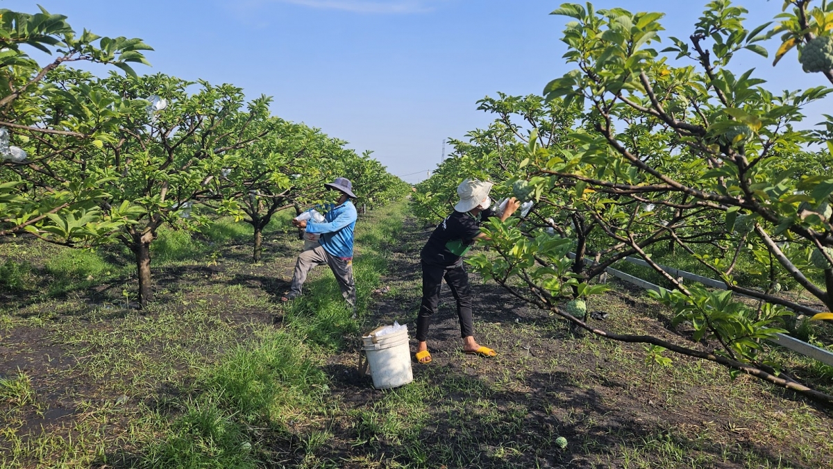 Nông dân tất bật trên những vườn Mãng cầu, dưới chân núi Bà Đen