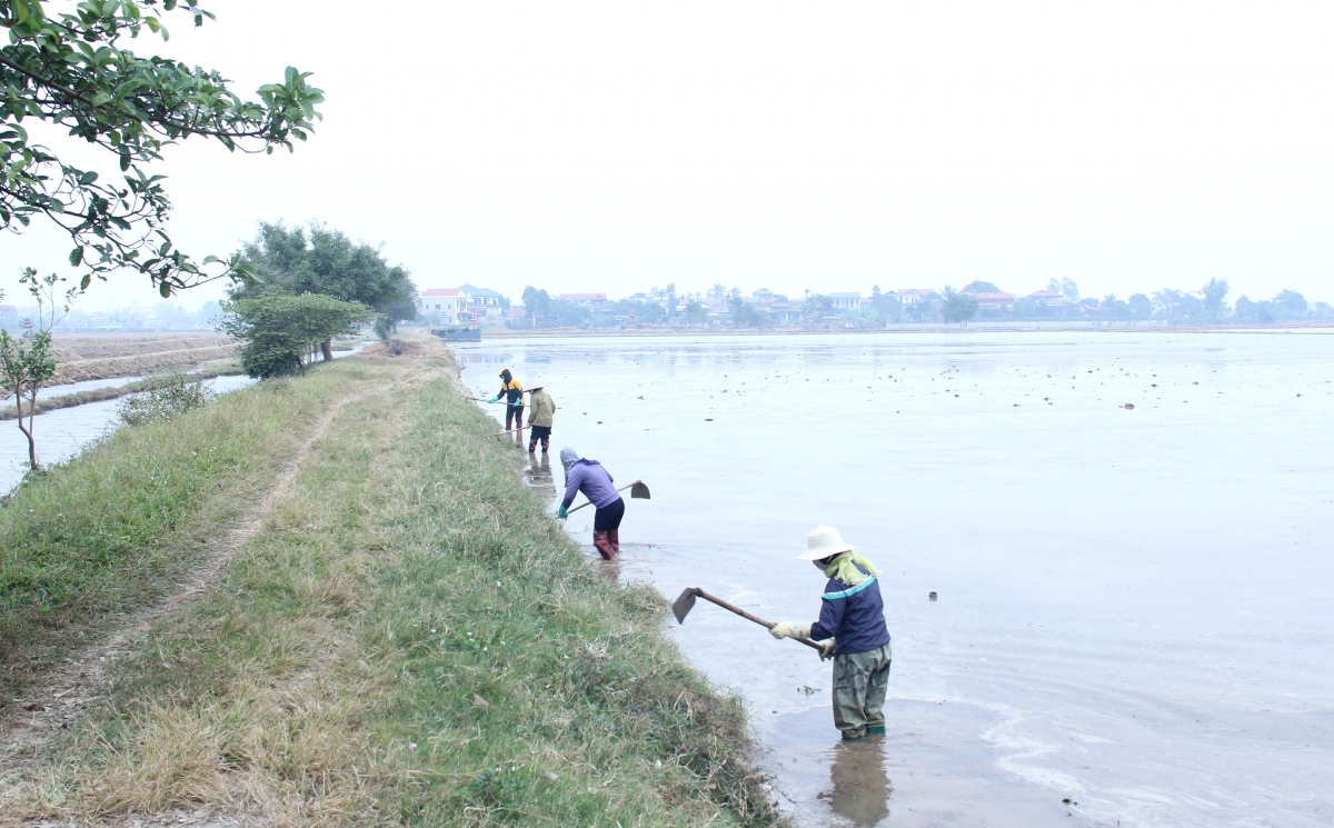 Nông dân tranh thủ ra đồng làm đất từ sáng sớm