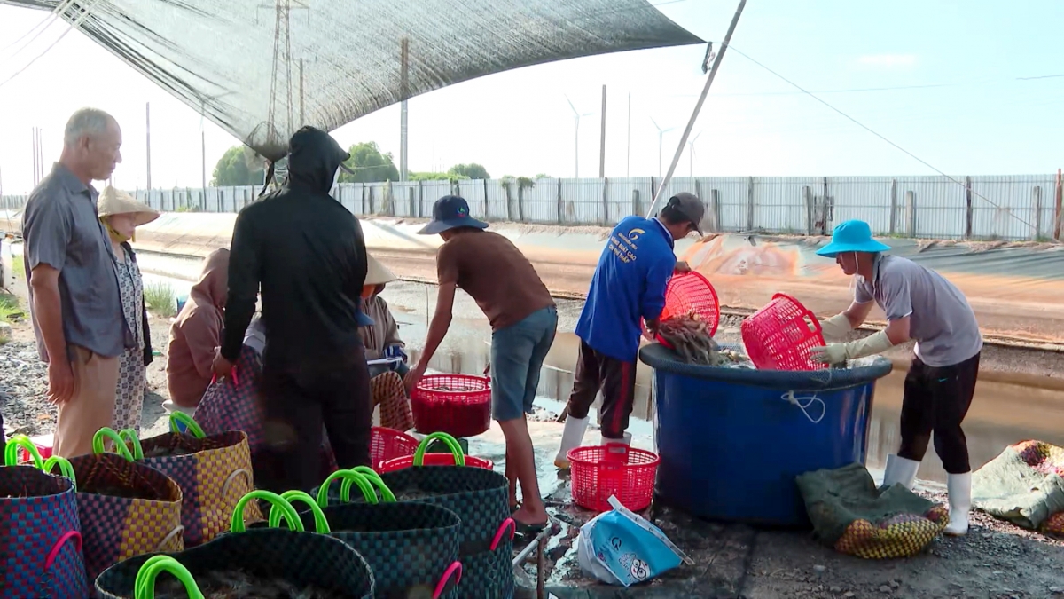 Nông dân Vĩnh Long thu hoạch tôm.