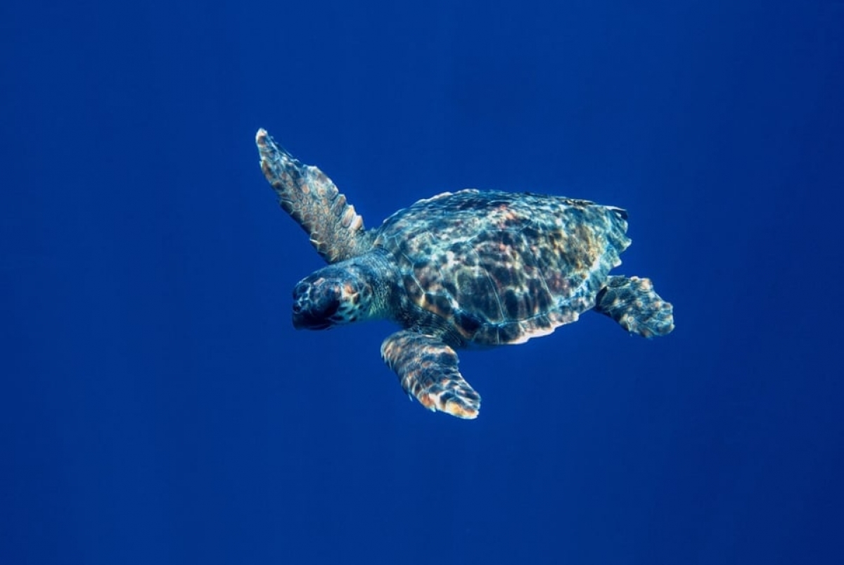 Hiệp định Biển cả được thiết kế nhằm quản lý bền vững các khu vực biển và đáy biển quốc tế, nằm ngoại phạm vi tài phán quốc gia. Ảnh: FAO.