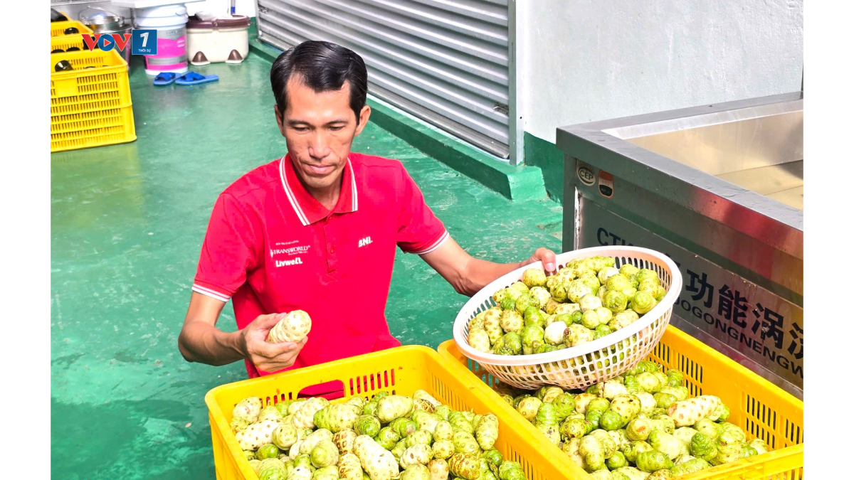 Anh Khưu Văn Chương nảy sinh ý định tạo ra nước cốt nhàu từ một sản phẩm mẹ mình được tặng
