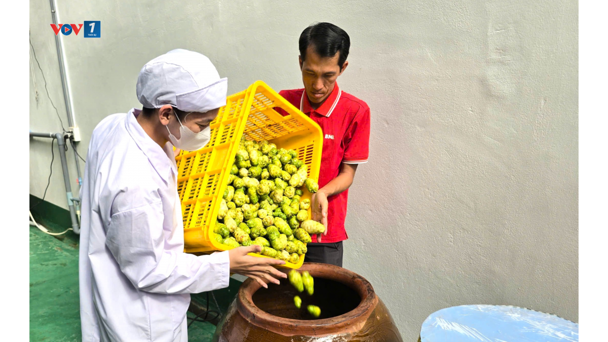 Anh thanh niên 8x đang có vùng nguyên liệu 50ha, chủ yếu ở vùng U Minh hạ