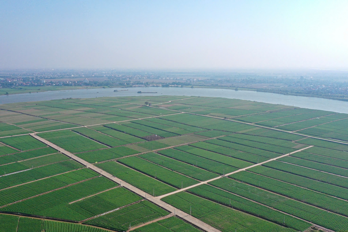 Diện tích sản xuất vụ Đông ở miền Bắc từ 410 nghìn đến 420 nghìn ha