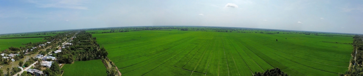 Cánh đồng lớn gieo cấy hơn 130ha lúa đông xuân của hợp tác xã Thanh Xuân, xã Định Hòa, An Giang