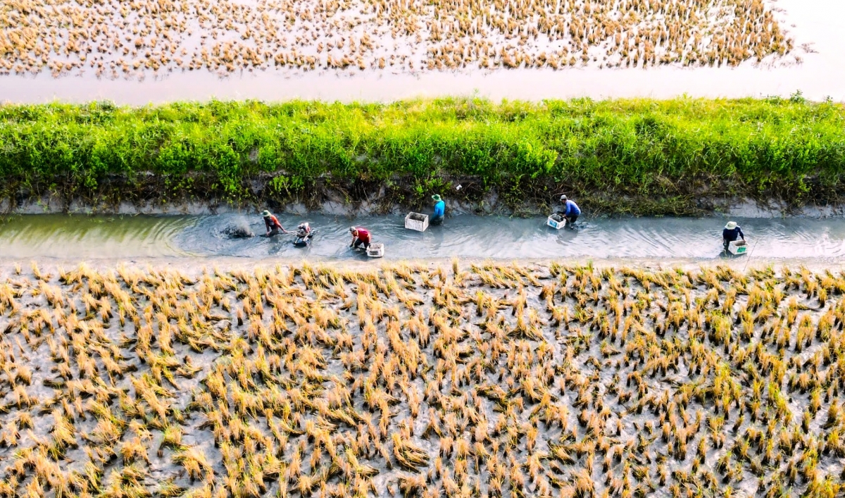 Người dân Cà Mau bước vào vụ thu hoạch tôm càng nuôi trong đất trồng lúa
