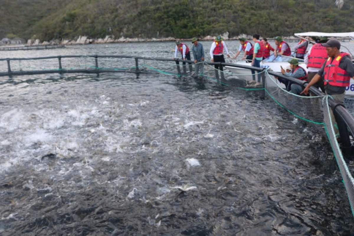 Thả cá tái tạo nguồn lợi thủy sản