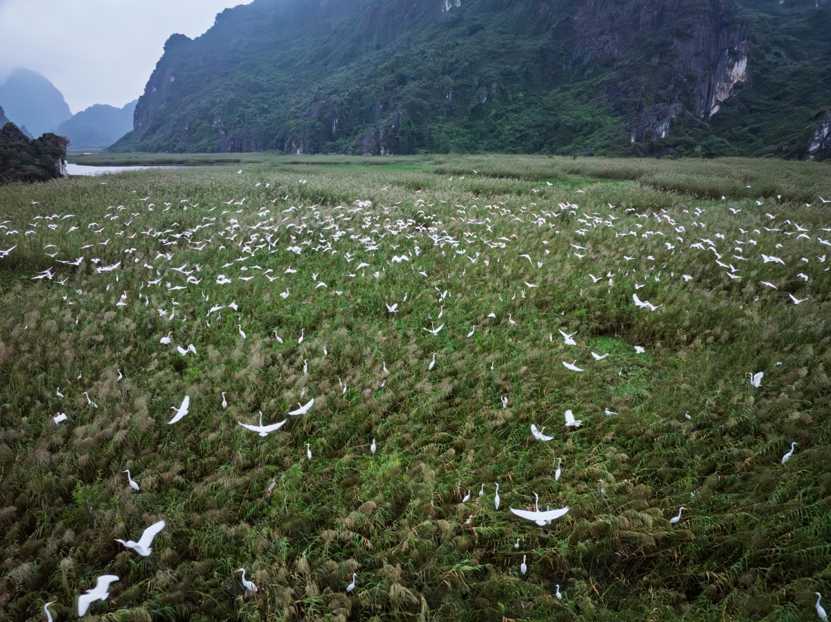 Khu bảo tồn loài và sinh cảnh Vân Long, Ninh Bình