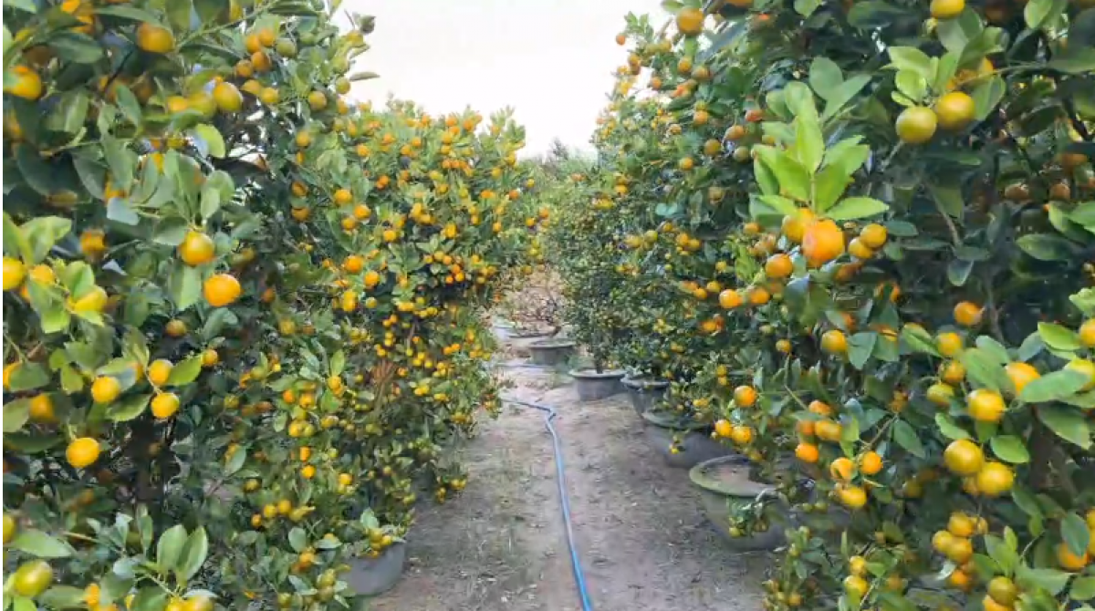 Xuân lại về trên vùng lũ Đông Đắk Lắk