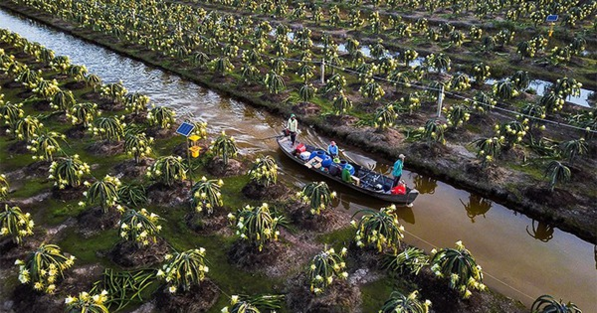 Vùng nguyên liệu trái cây xuất khẩu