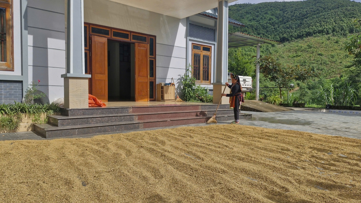 Chị Đặng Thị Thêm - một trong những hộ có diện tích quế lớn ở Làng Câu cho biết; cây quế giúp cho nhiều người không phải đi làm xa, có điều kiện mua ô tô, xây nhà, Tết đủ đầy hơn.