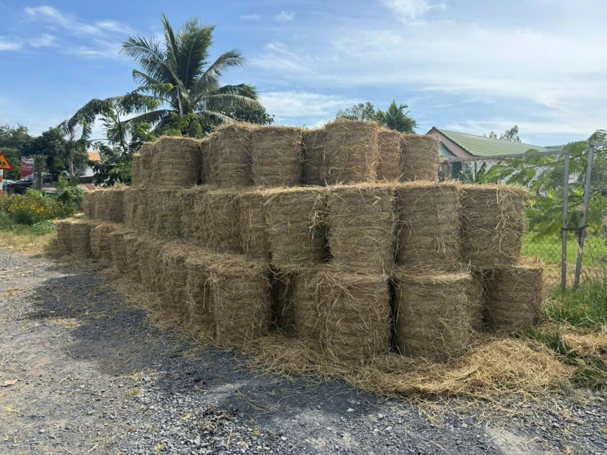 Rơm rạ được thu gom tại xưởng sản xuất viên nén ở Đồng Tháp