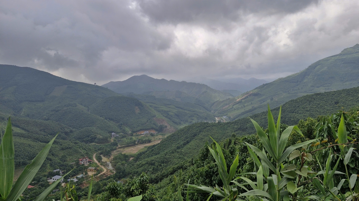 Màu xanh của quế ở thôn Làng Câu, xã Tân Hợp.