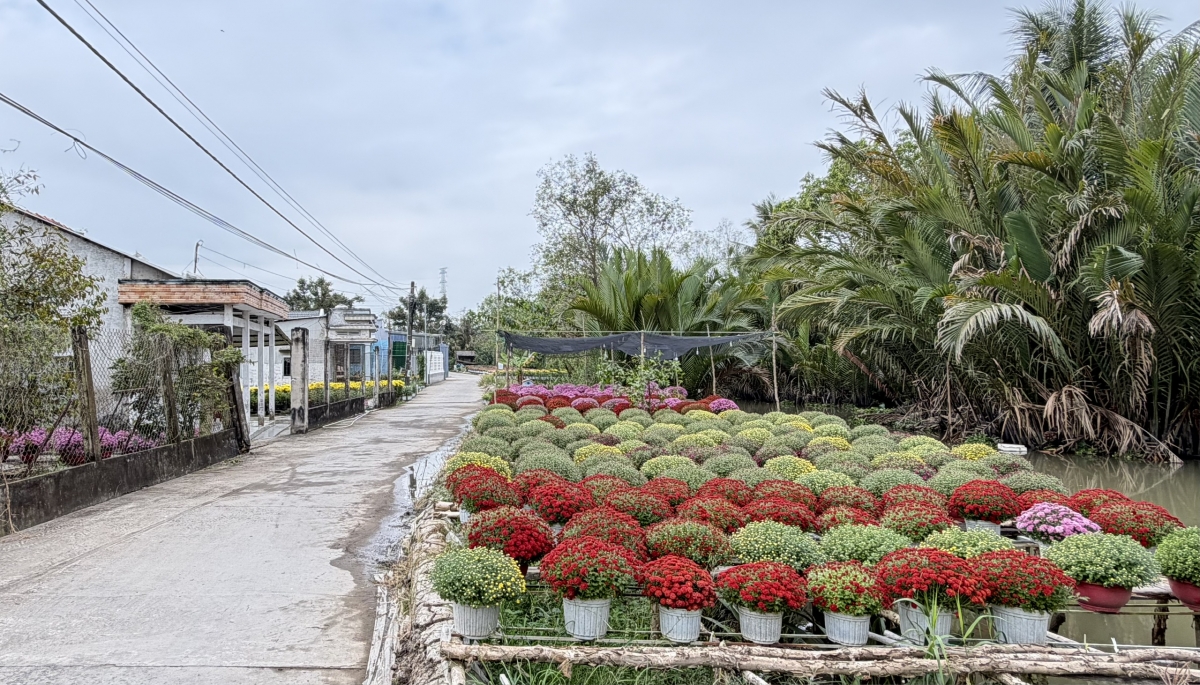 Miệt vườn Phong Điền những ngày cận Tết.