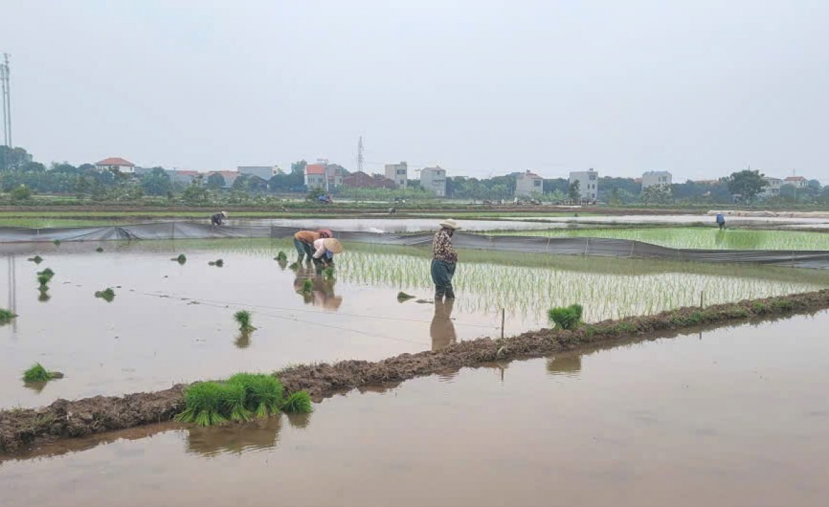 Nông dân nhiều địa phương ở Phú Thọ xuống đồng gieo cấy lúa Xuân