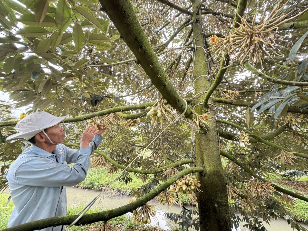 Ông Lê Quốc Khải ở ấp Trường Đông B, xã Phong Điền bên vườn sầu riêng đang mùa trổ bông.