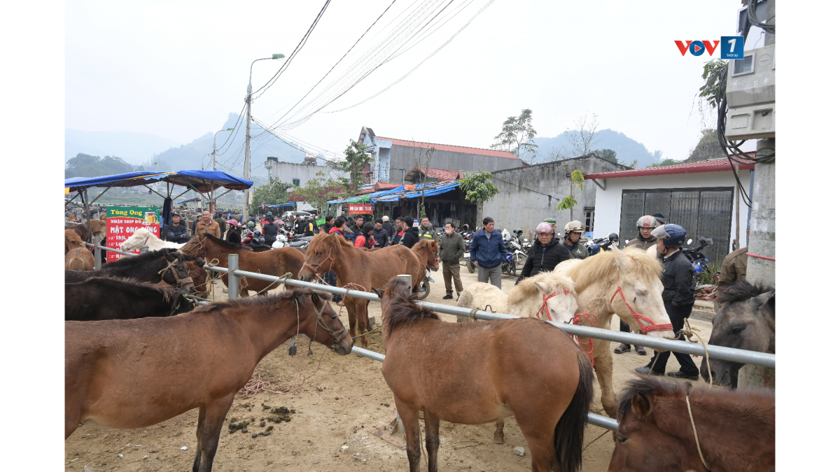 Ngựa được đưa đến giao dịch tại phiên chợ gia súc Bắc Hà