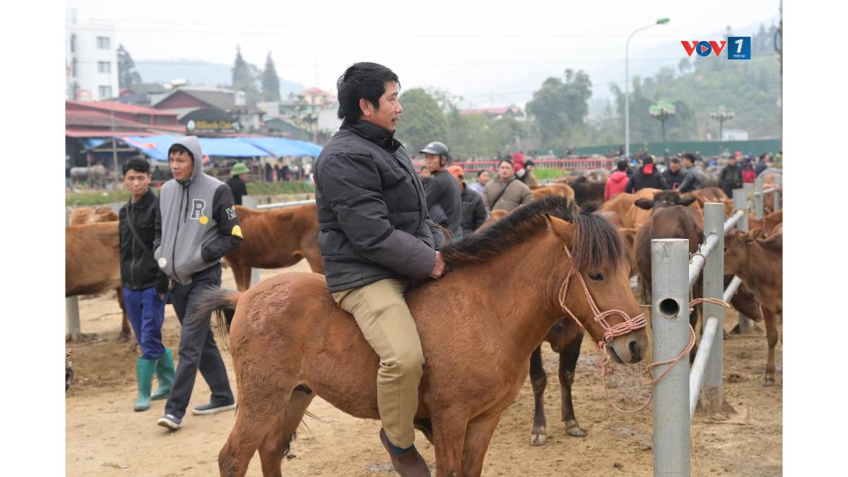 Người mua cưỡi thử một chú ngựa được rao bán tại chợ