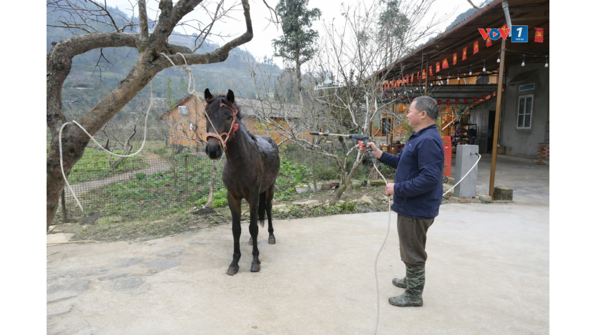 Ông Thàn Văn Dùng đang tắm cho ngựa