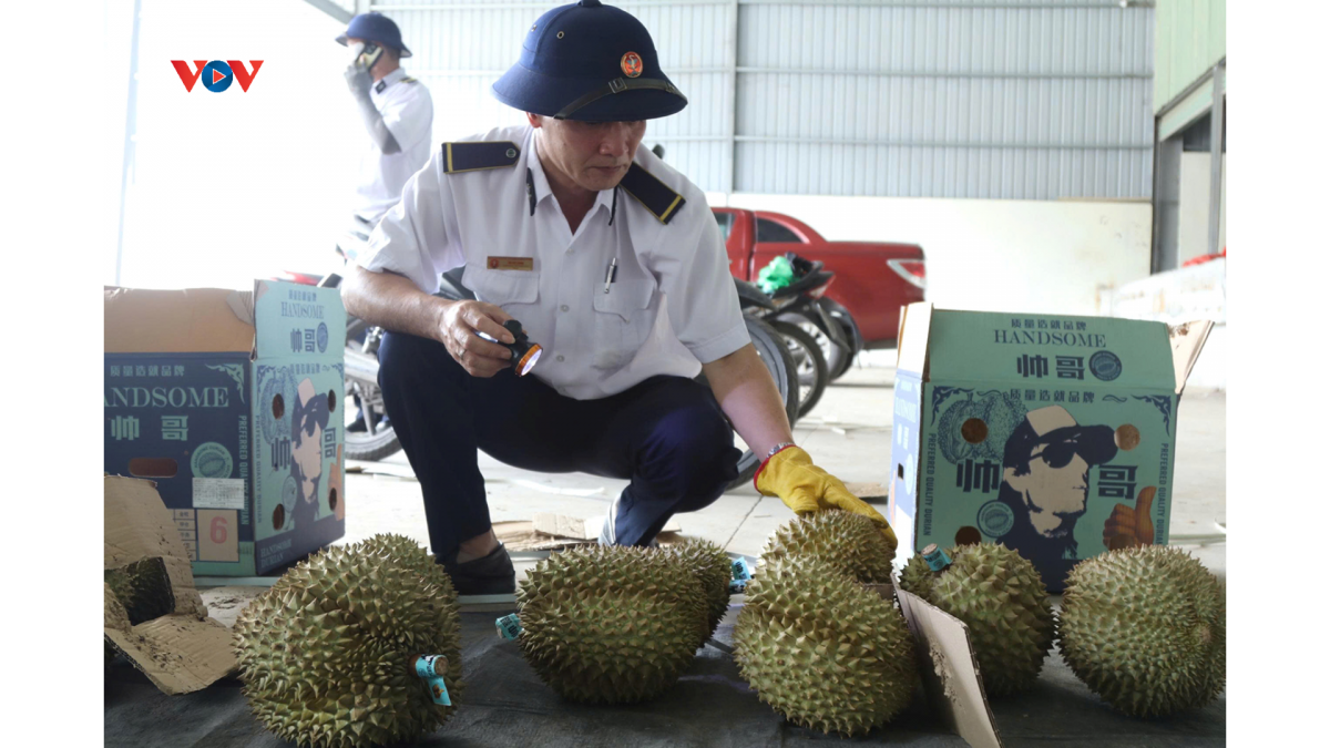 Lực lượng chức năng tại cửa khẩu kiểm dịch mặt hàng sầu riêng