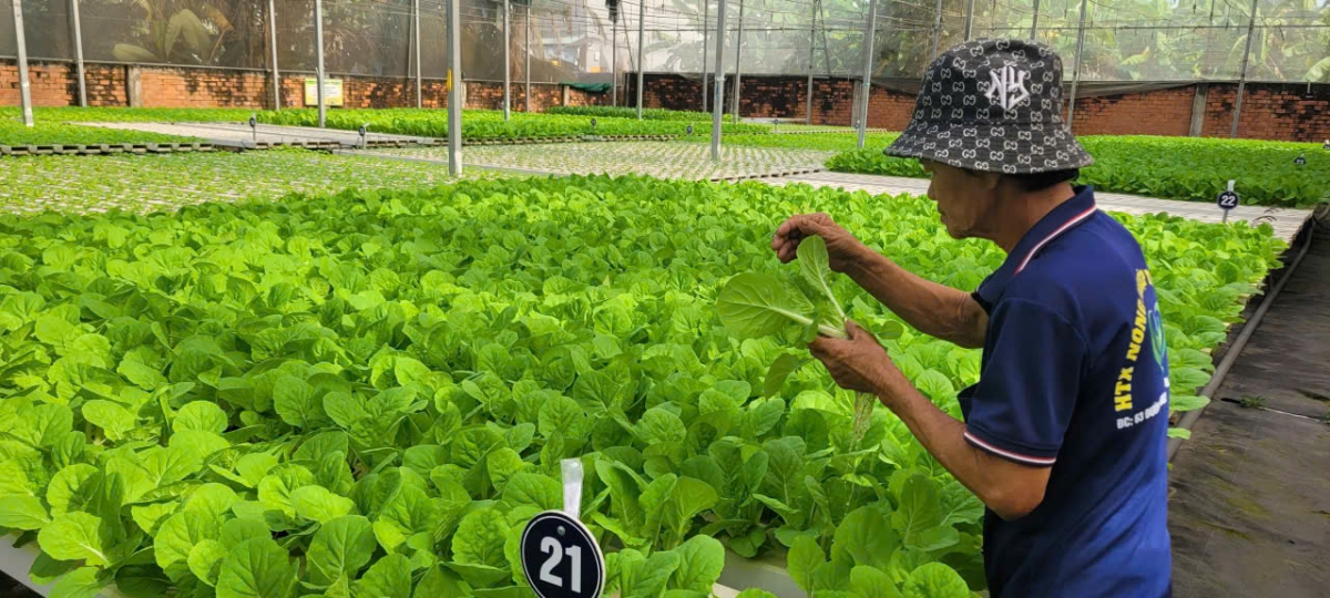 Trồng rau xanh hữu cơ, xu hướng tất yếu của nông nghiệp đô thị