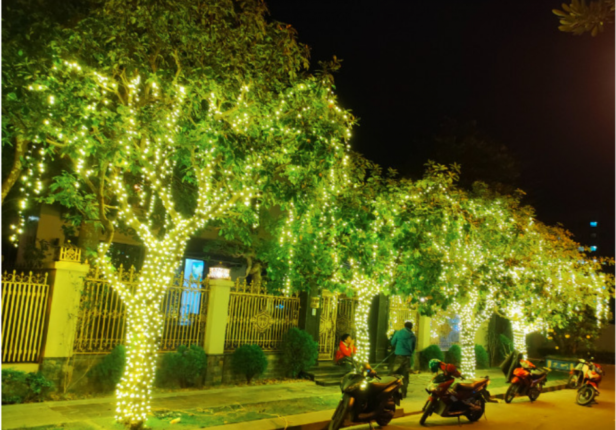 Quấn dây điện, giăng đèn lên cây xanh