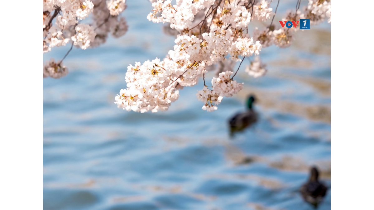 Những tán hoa trắng hồng phủ kín khu vực hồ Tidal Basin tạo nên khung cảnh đặc trưng mỗi độ xuân về