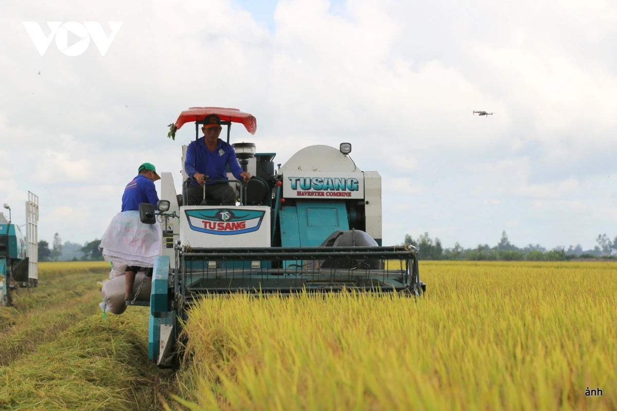Nông dân áp dụng khoa học công nghệ trong sản xuất lúa phát thải thấp ở Đồng bằng sông Cửu Long