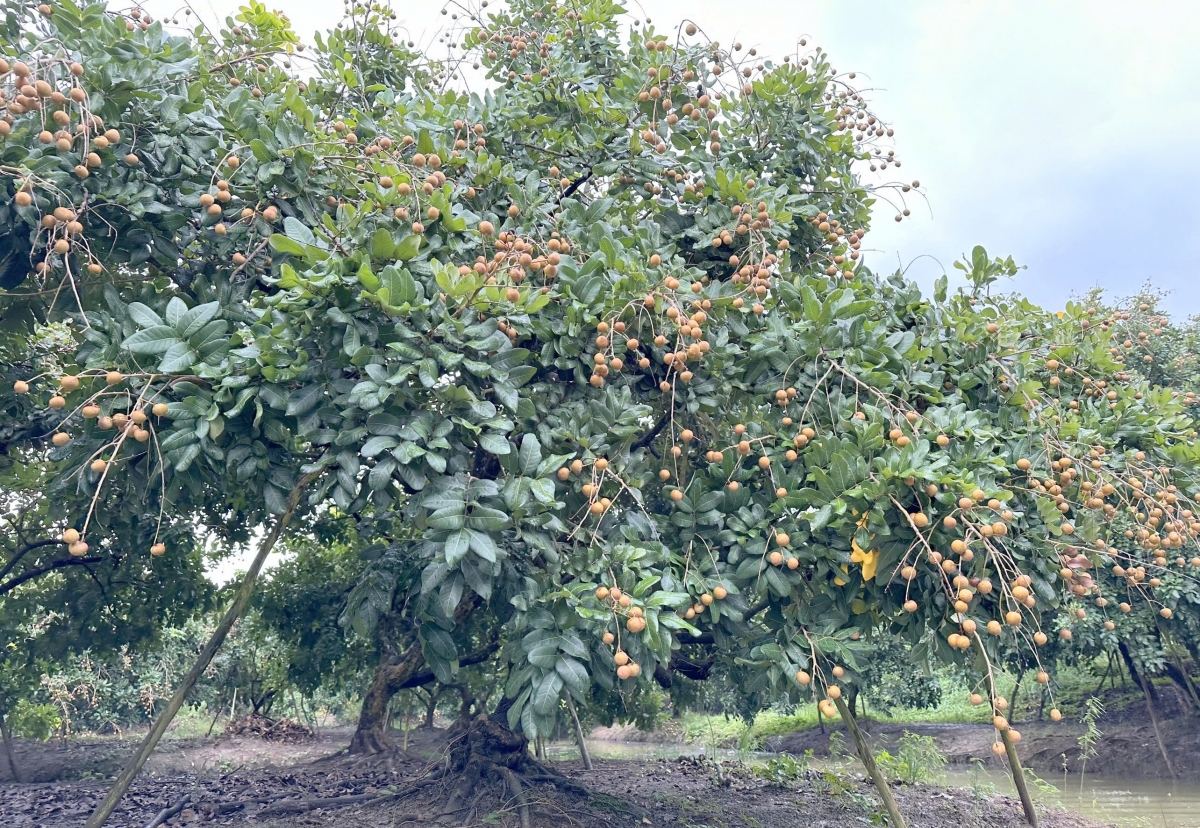 Nhu cầu phân bón để cung cấp dinh dưỡng cho các vườn cây ăn quả tại ĐBSCL rất lớn.