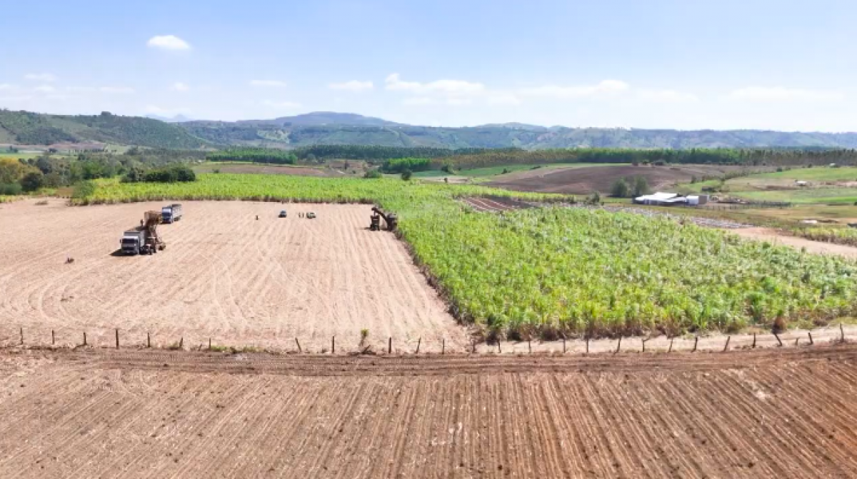 Nông dân trồng mía Gia Lai phấn khởi nhờ được mùa, được giá và liên kết ngày càng bền chặt với nhà máy.