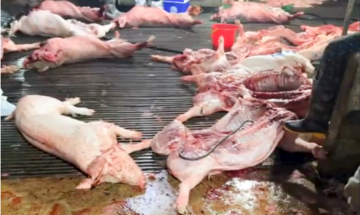 Hiện trường giết mổ (Ảnh: CAHN)