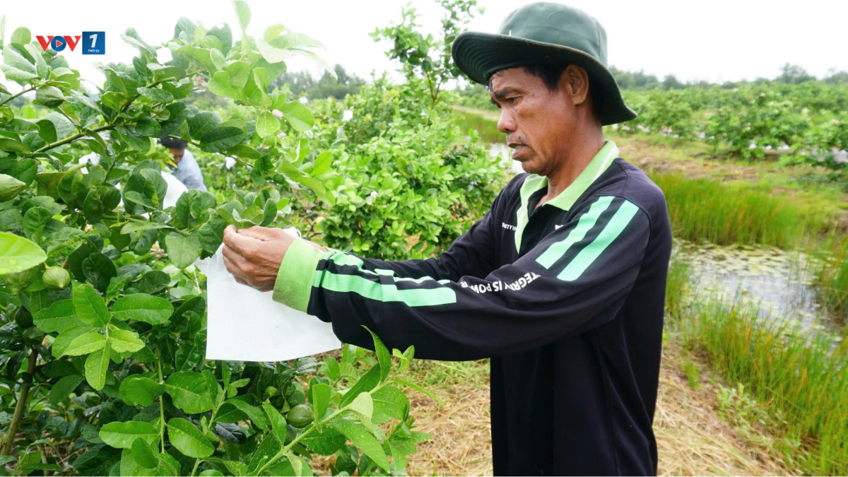 Để nông sản tiếp cận với thị trường khó tính, nông dân Tây Ninh tích cực ứng dụng số vào sản xuất