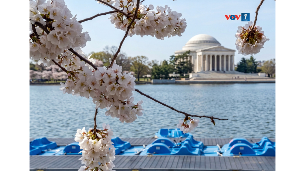 Hoa anh đào bên Ðài Tưởng Niệm Jefferson